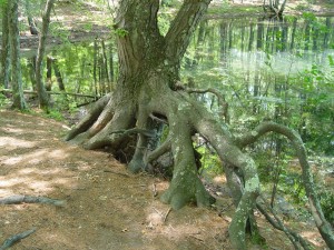 Rooty Tree